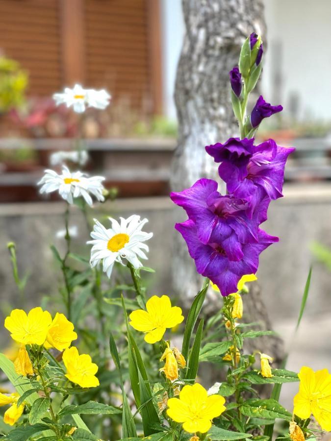 Apartment Garden House